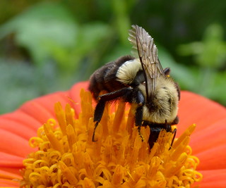 Bee image